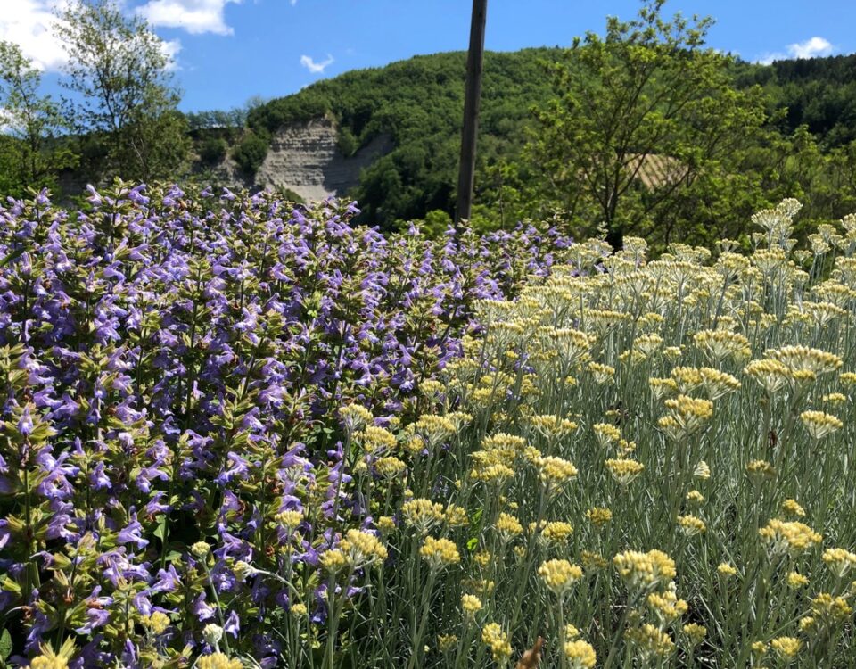 Coltivazione di piante officinali con Salvia sclarea ed Elicriso in fiore nel laboratorio botanico di Erboristica Val Lamone.
