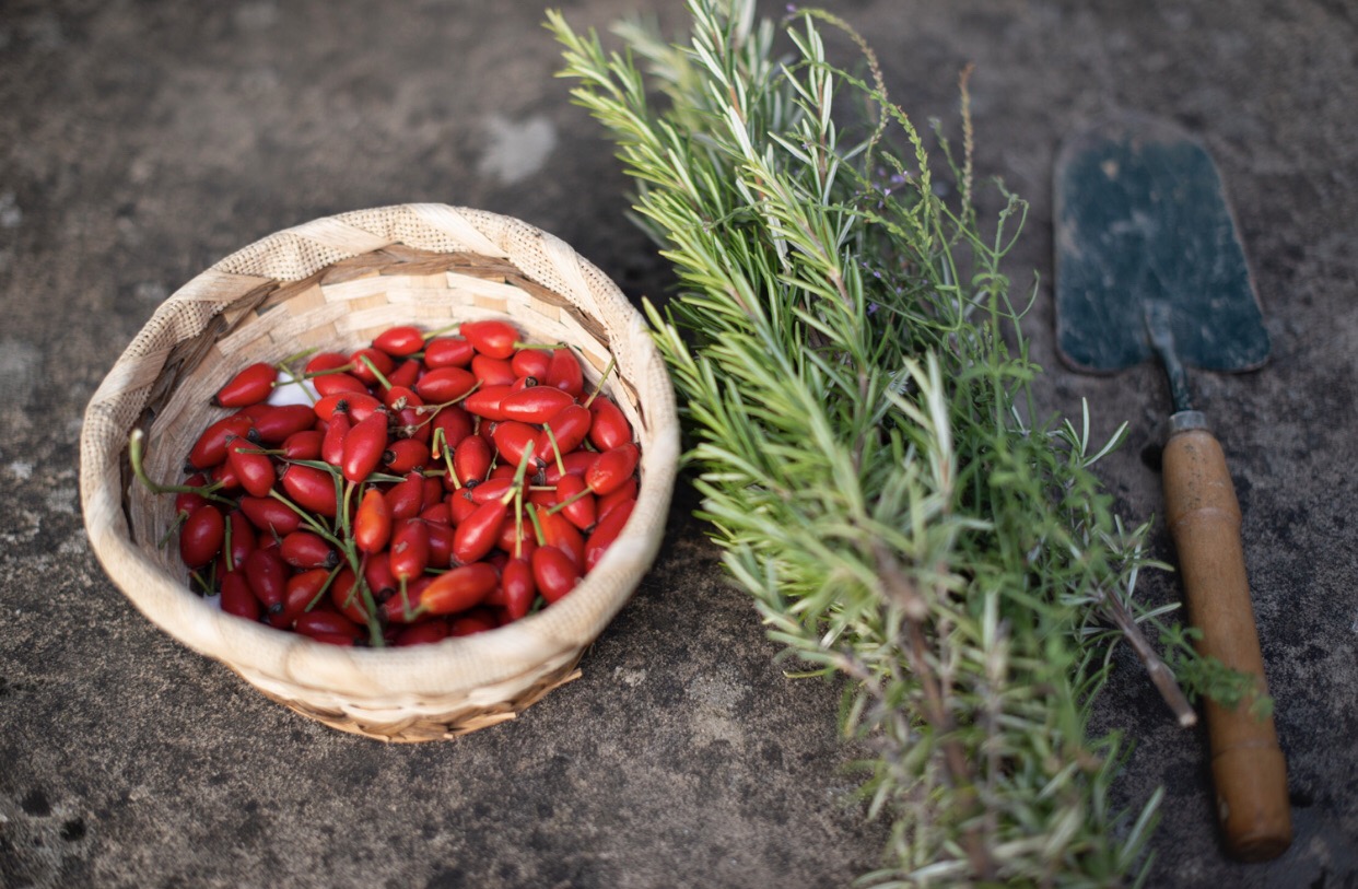 Rosa canina e rosmarino utilizzati nella produzione artigianale di preparati erboristici