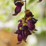 Fiori di Mucuna pruriens (Fabaceae), pianta utilizzata nella medicina ayurvedica e studiata per il contenuto naturale di L-Dopa nel trattamento della malattia di Parkinson.